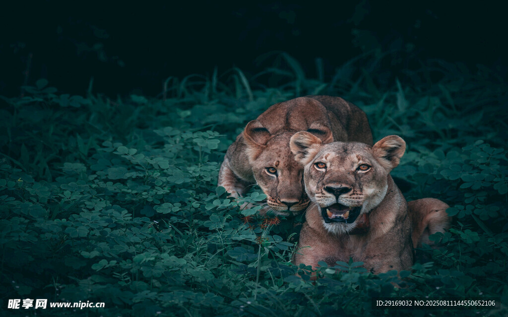 草地上休憩的两头狮子