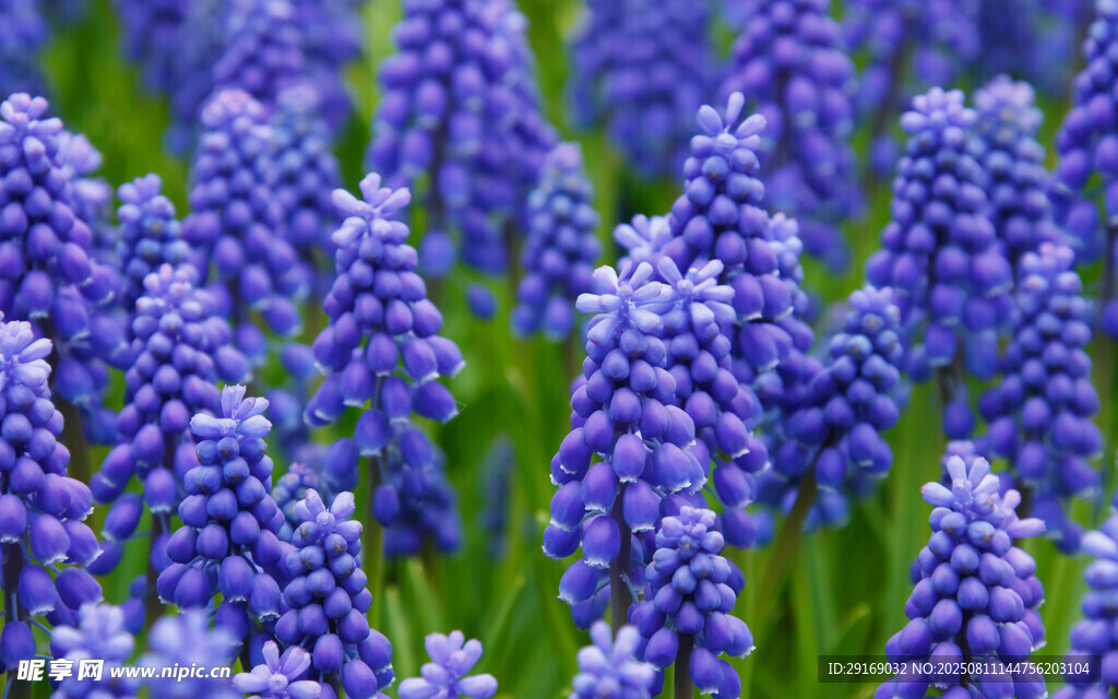 紫色风信子花海