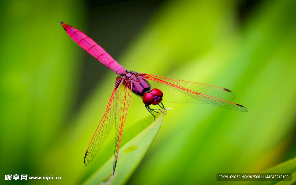 停在绿叶上的玫红色蜻蜓