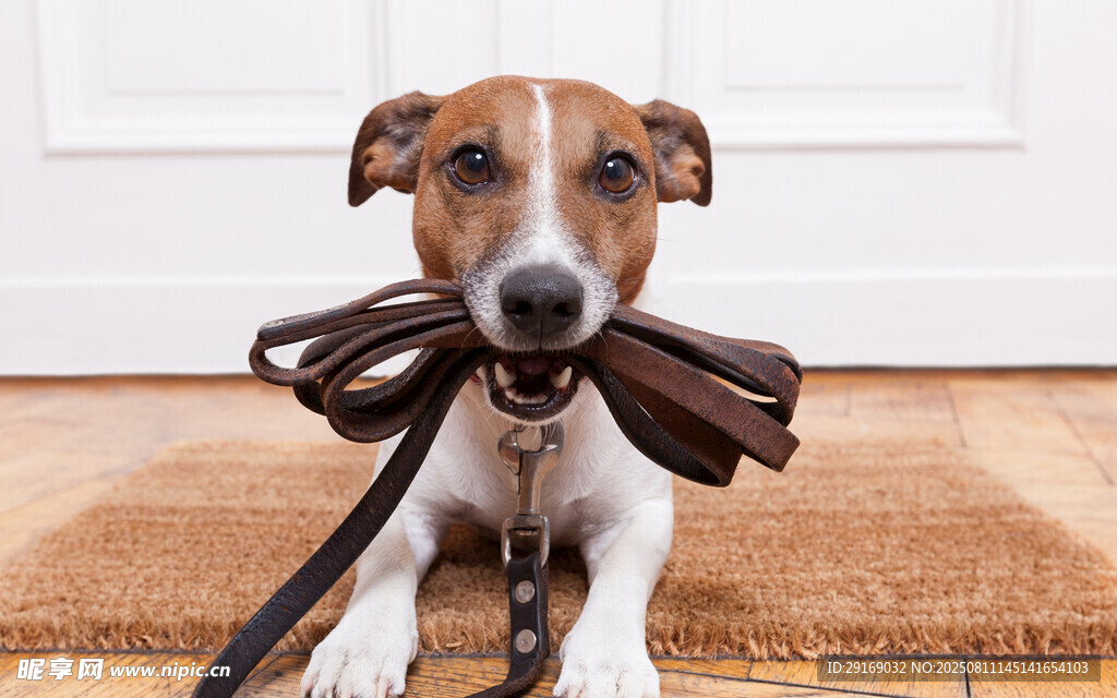 叼着领带的可爱小狗