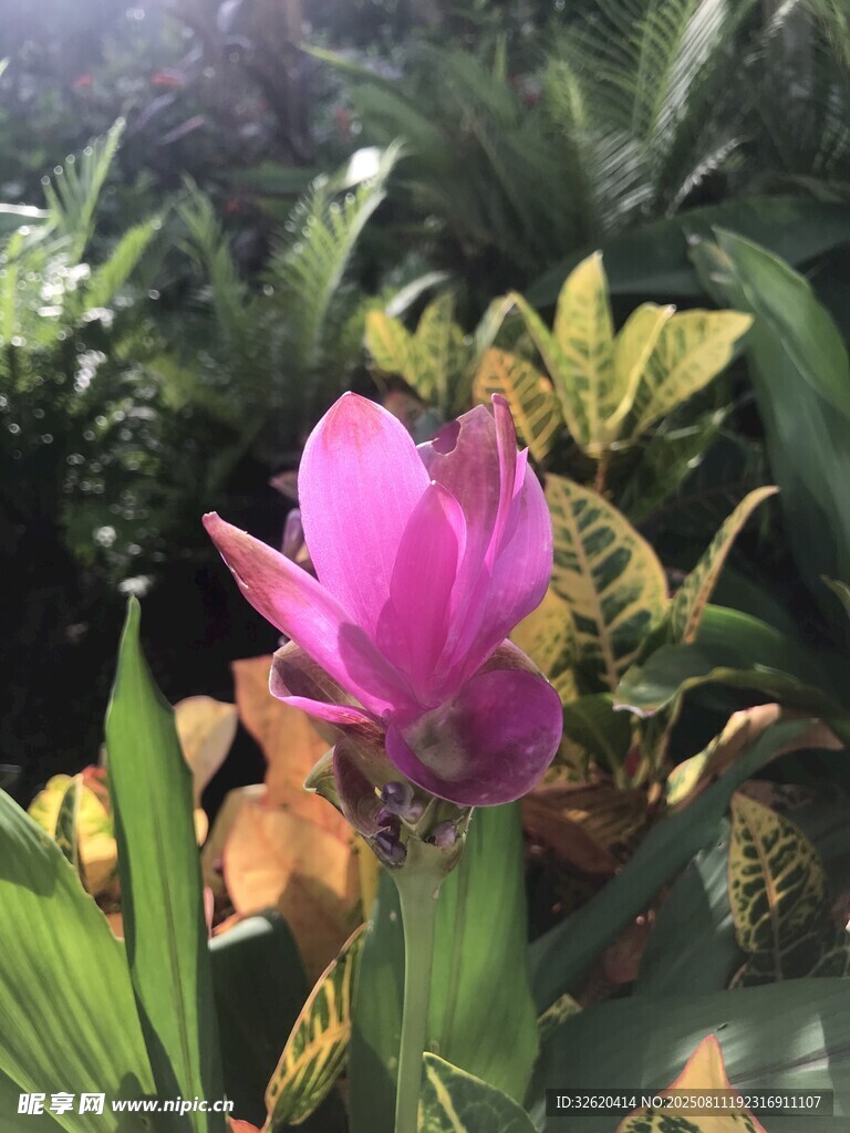 娇艳粉花绽放于绿植间