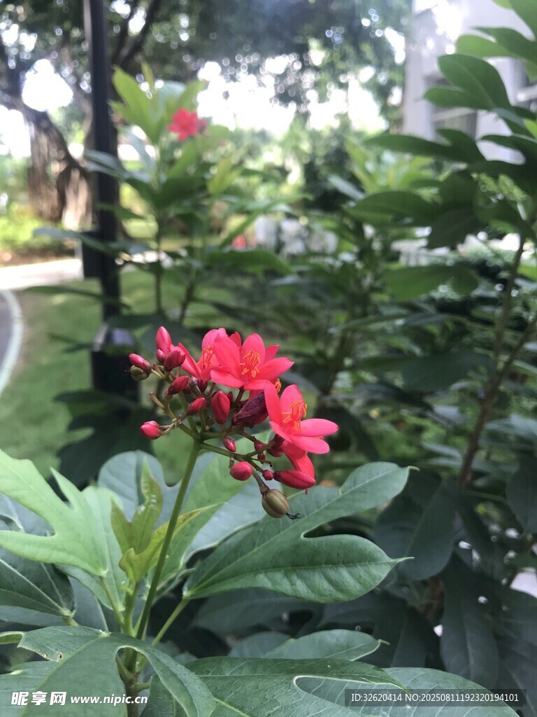 娇艳红花绽放于绿植间