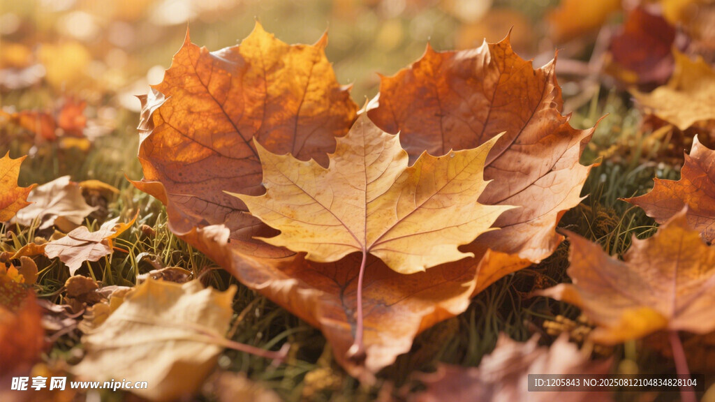 秋日落叶美景
