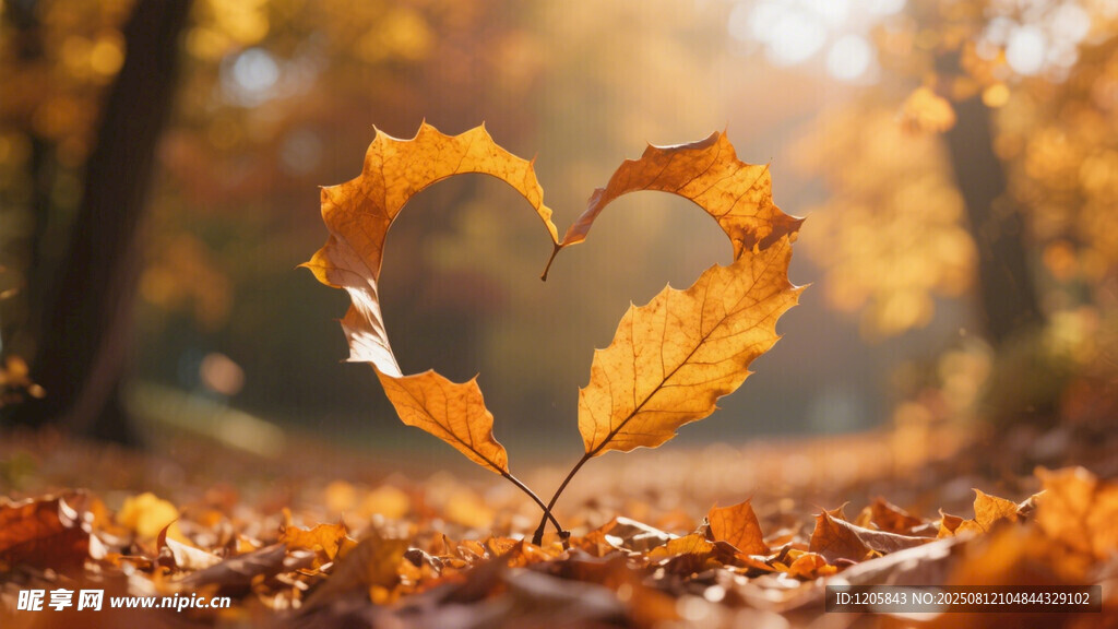 秋叶拼成的心形浪漫景象