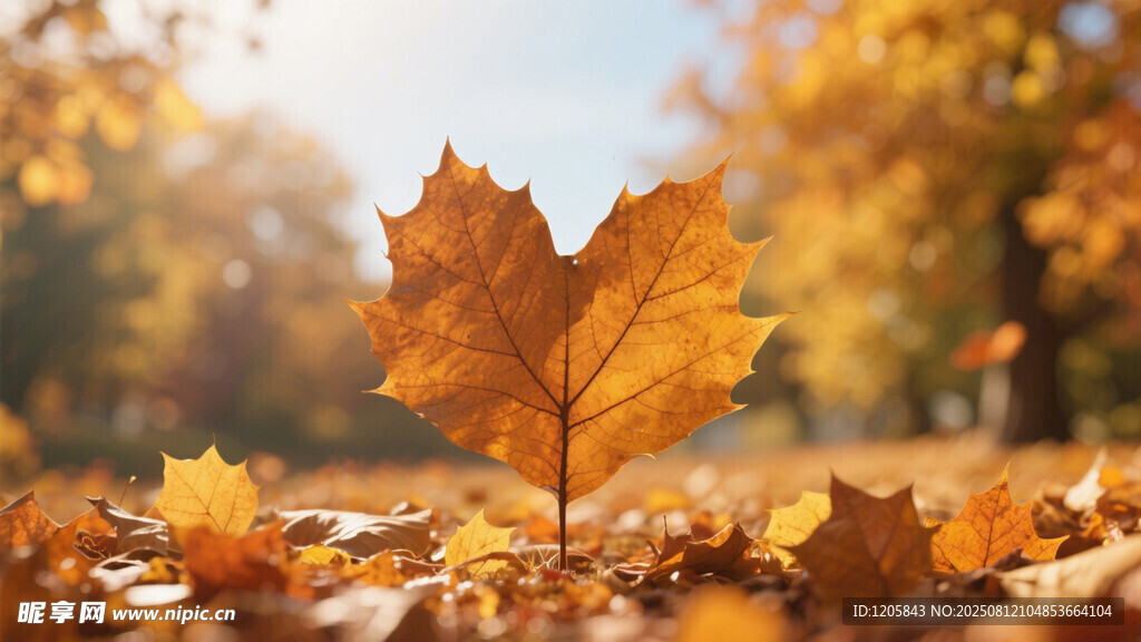 秋日落叶中的独片枫叶