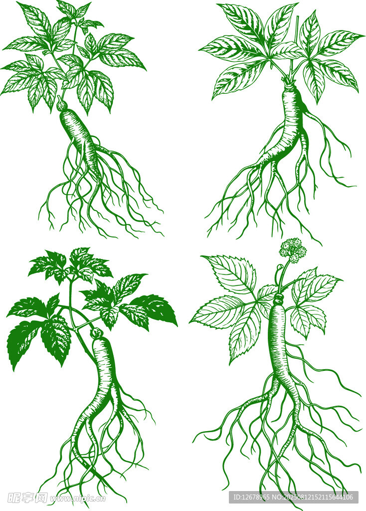 绿色人参矢量线稿