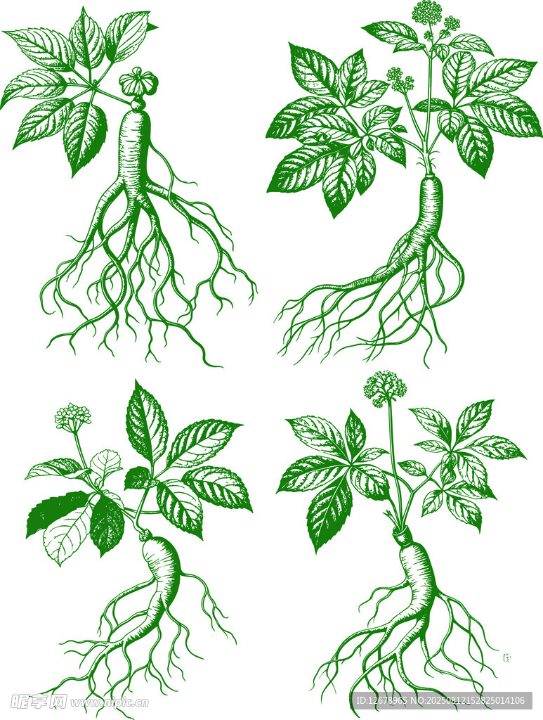绿色人参矢量线稿