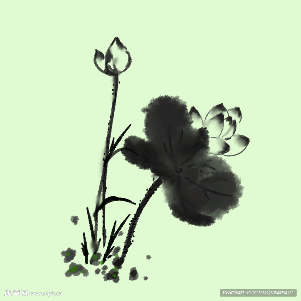 荷花