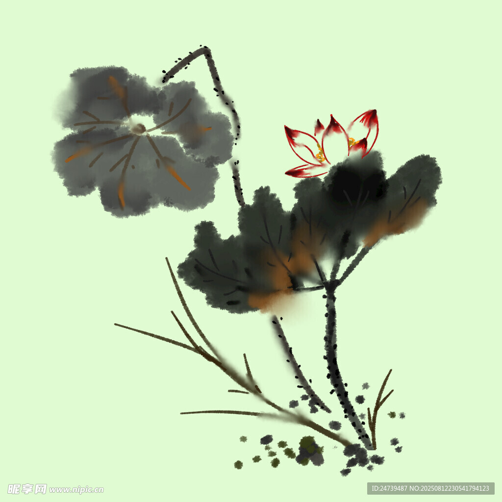 荷花