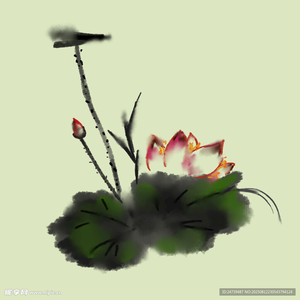 荷花
