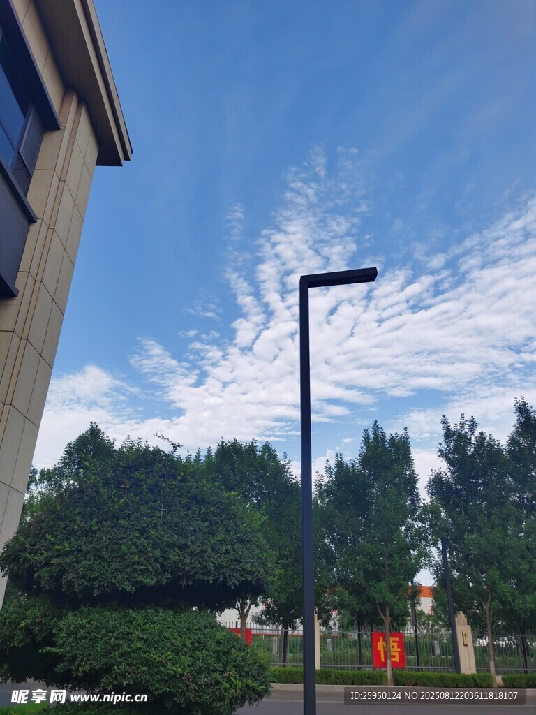 户外街景中的路灯与绿树