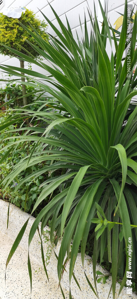 翠绿修长植物沿小径生长