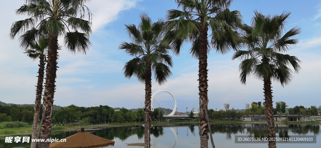 湖畔棕榈树风景