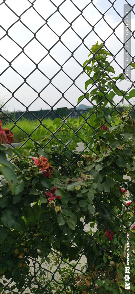 围栏边绽放的多彩花卉