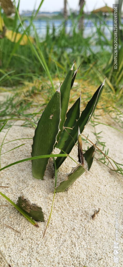 沙地上的嫩绿植物