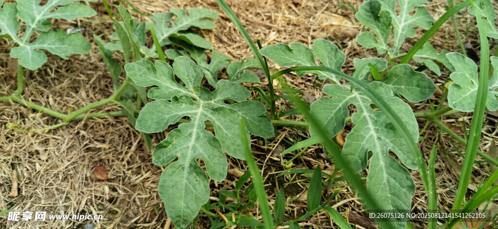 地面上的绿色植物叶片