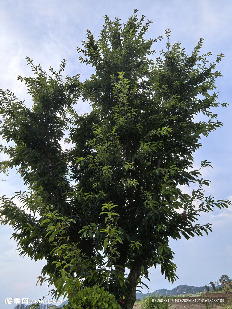 高大葱郁的绿树