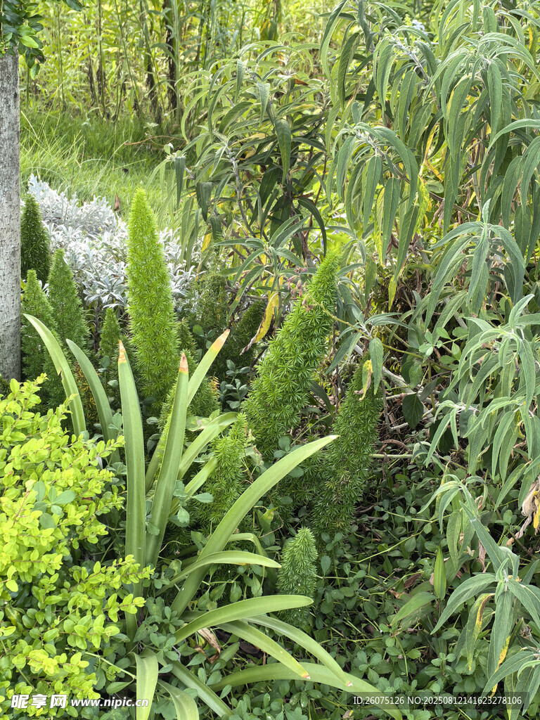 繁茂绿植景观