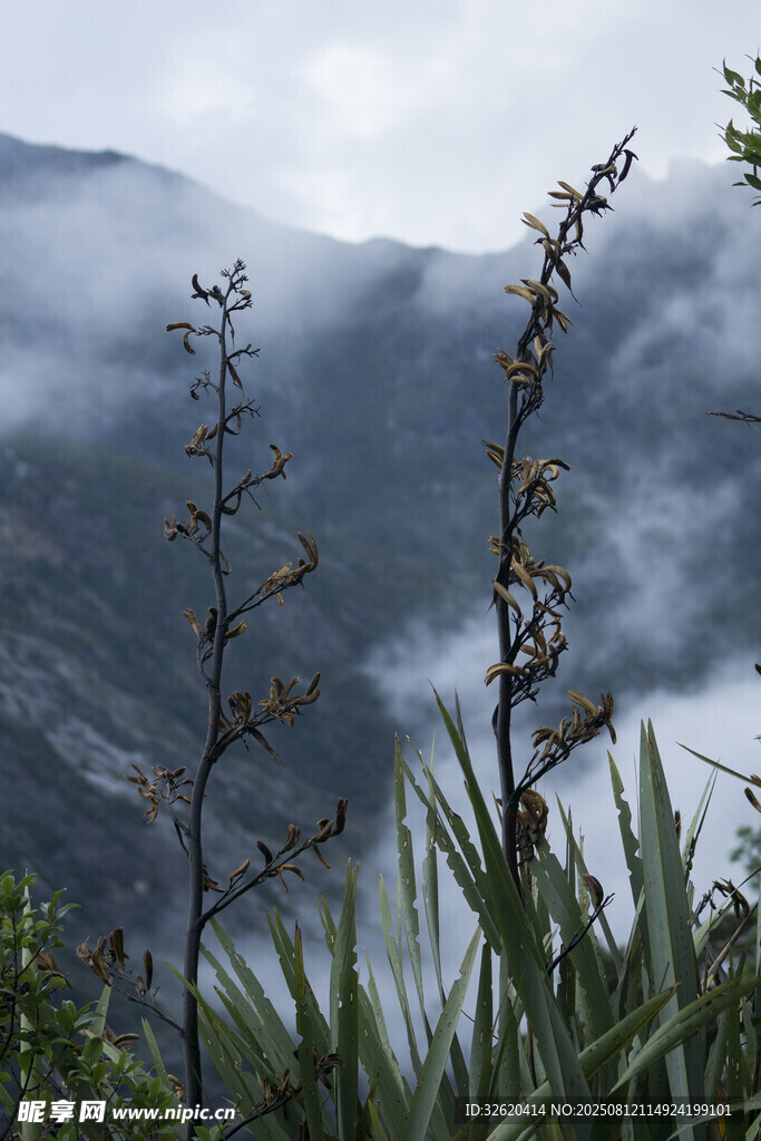 山间云雾中的植物景致