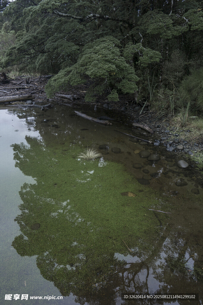 林间绿水 静谧自然景致