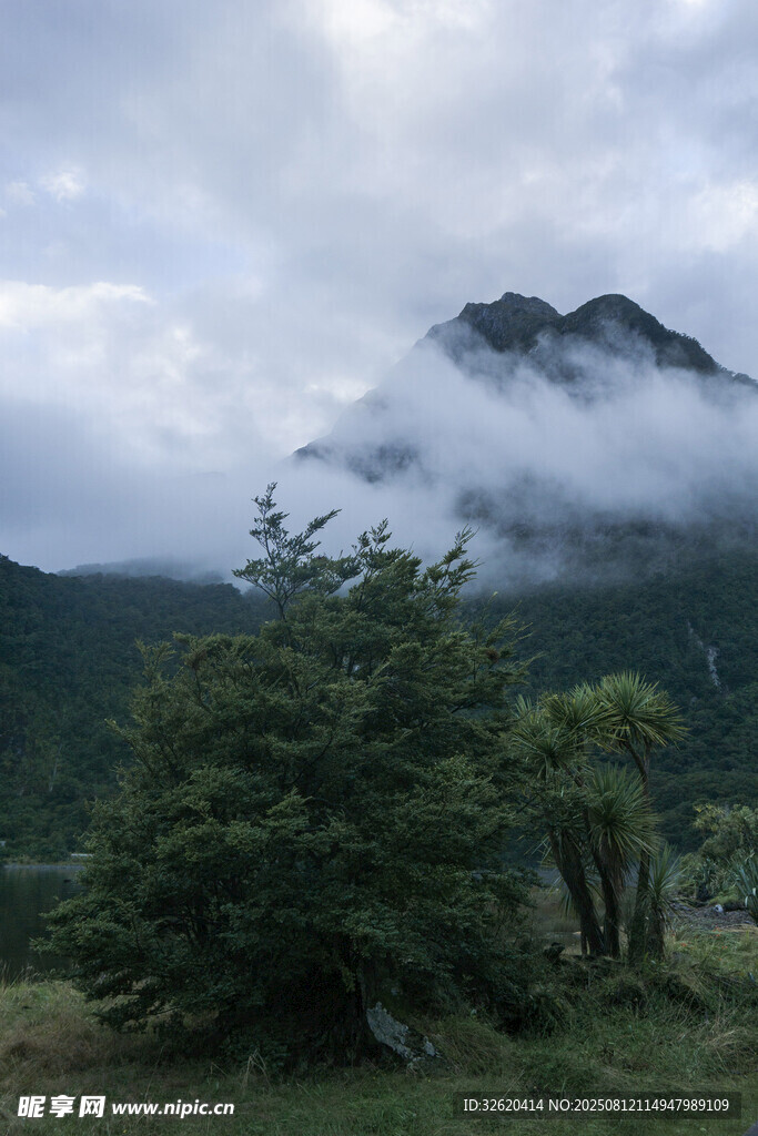 云雾缭绕的山间绿树景致