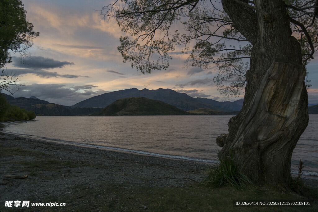 湖畔老树与黄昏美景