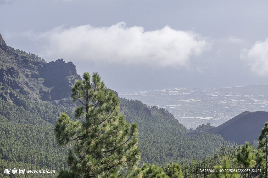 山间松林与远处云海景观