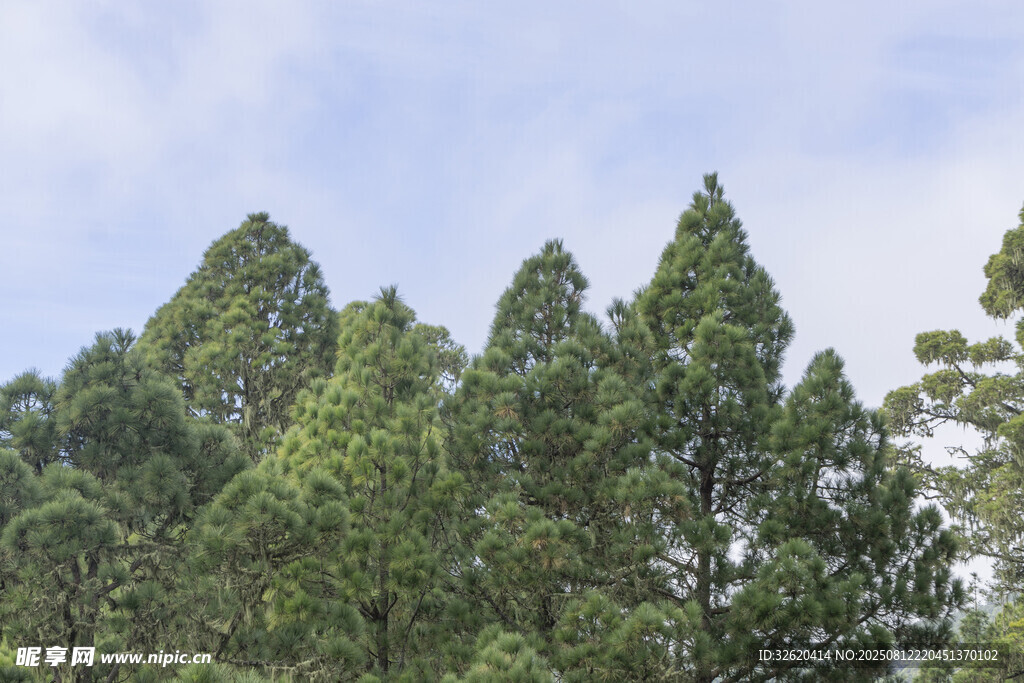 茂密松树林立的自然景象