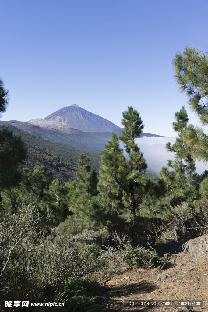 山间松景与远处山峰