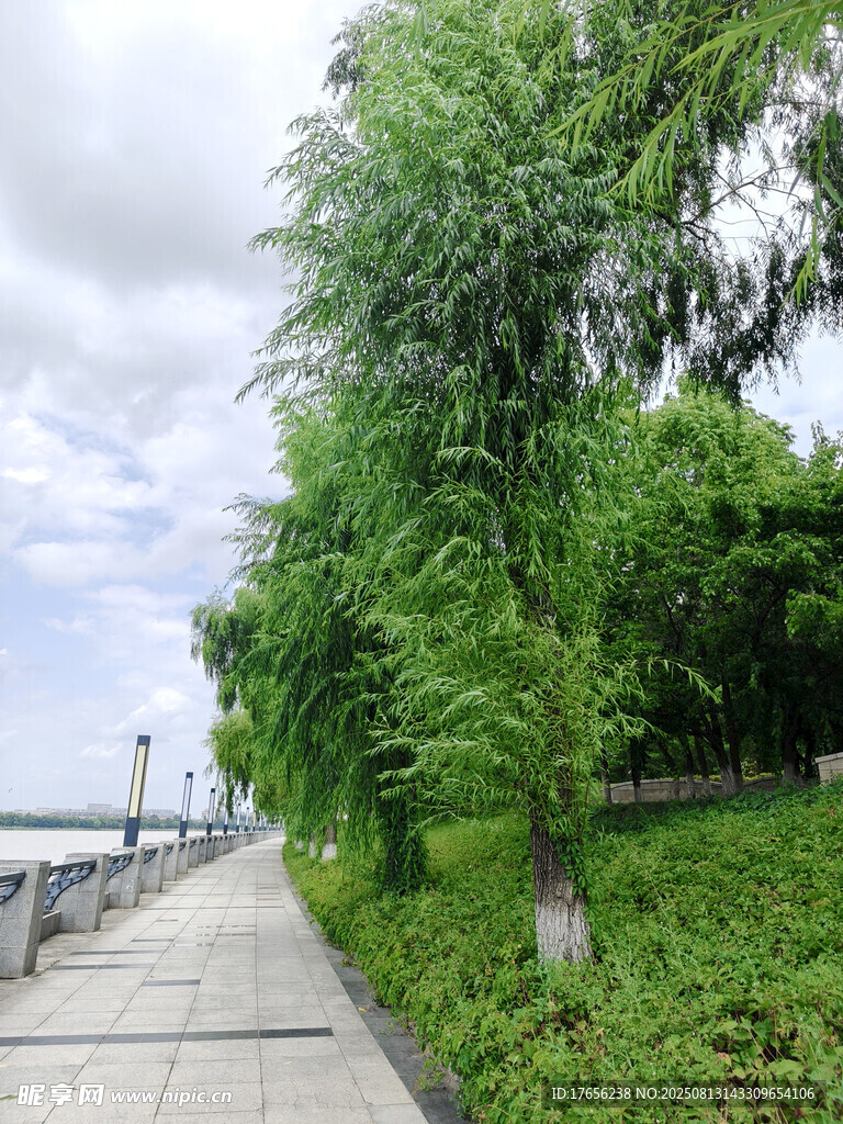 河畔绿荫小道风景
