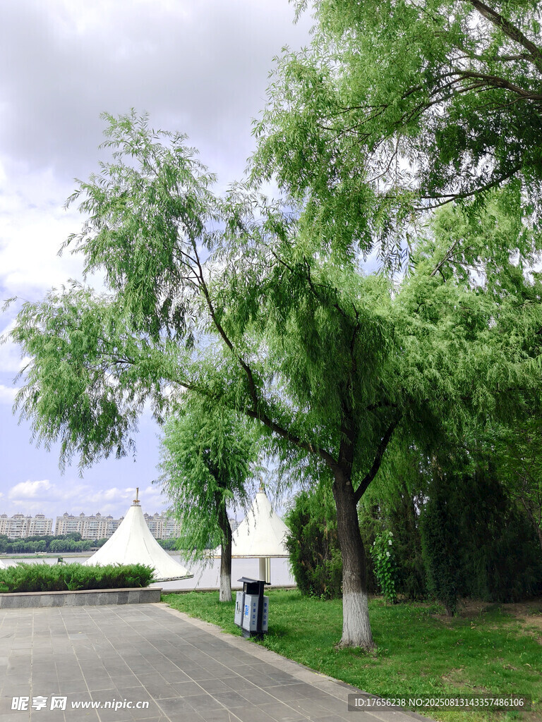 公园中柳树下的休闲场景