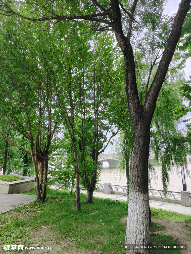 春日公园绿树成荫景致