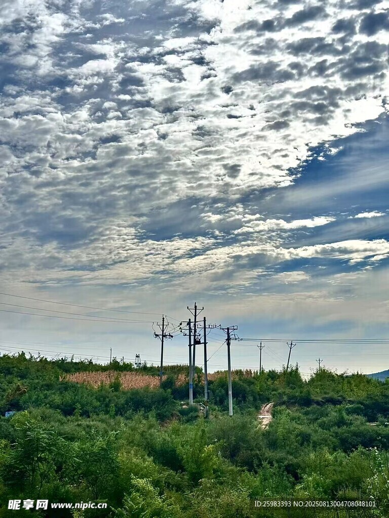 田野上的电线杆