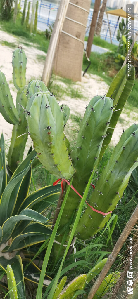 绿意盎然的仙人掌植物景观