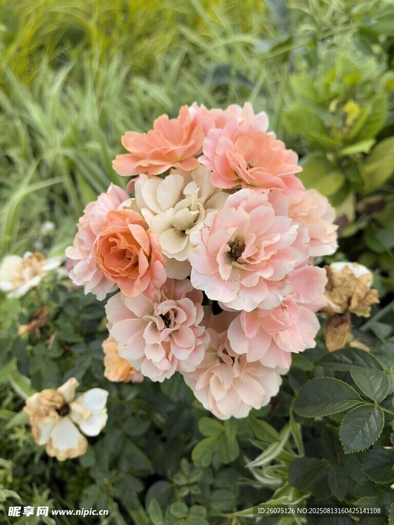 粉色柔美花卉绽放画面