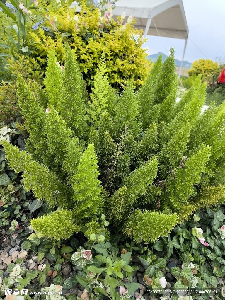 翠绿蕨类植物生机盎然