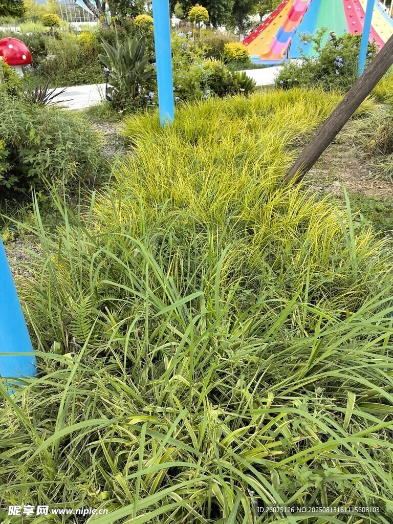 户外游乐场翠绿草地生机盎然