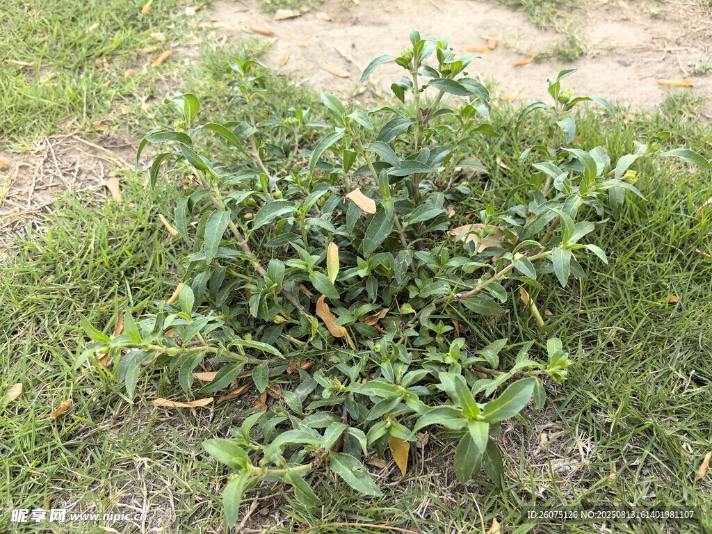 地面生长的绿色植物