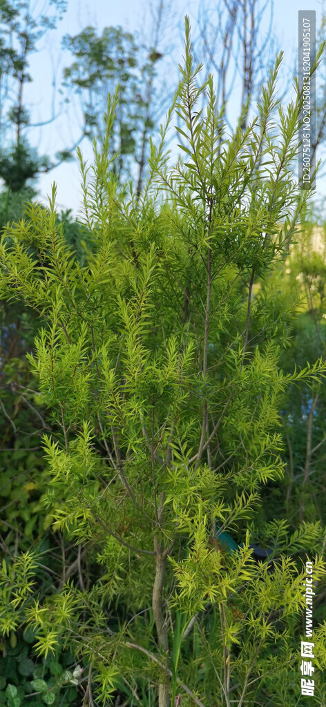 翠绿挺拔的针叶树木景观
