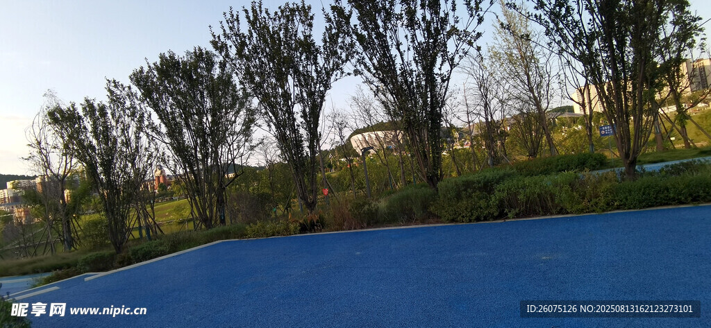 湖畔树木风景图