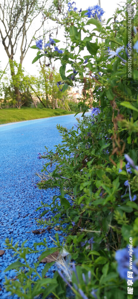 蓝色地面路边的美丽绿植景观