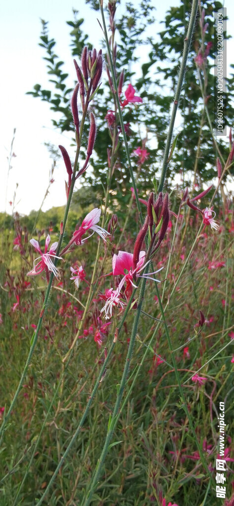 野外绽放的粉色美丽花朵