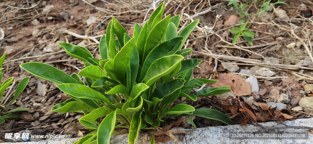 翠绿植物生长于地面