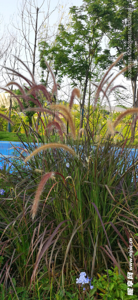 户外绿植景观