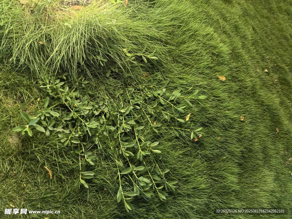 翠绿草丛中的蓬勃植物