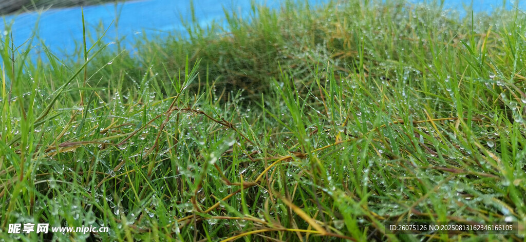 翠绿草地蓝色背景下的生机