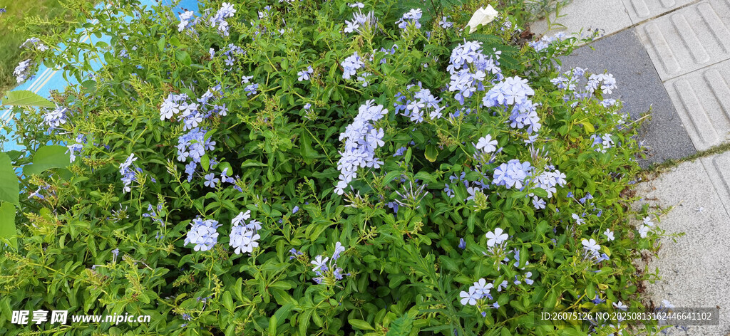 蓝花绿植绽放于路边
