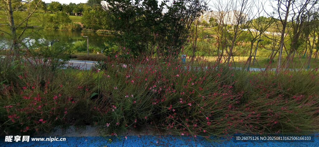 夕阳下河畔绿植景观