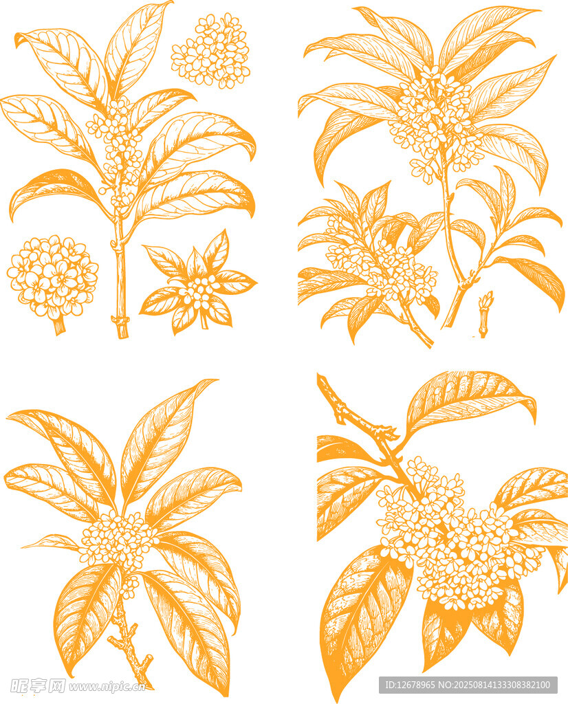 金色桂花矢量线条插画