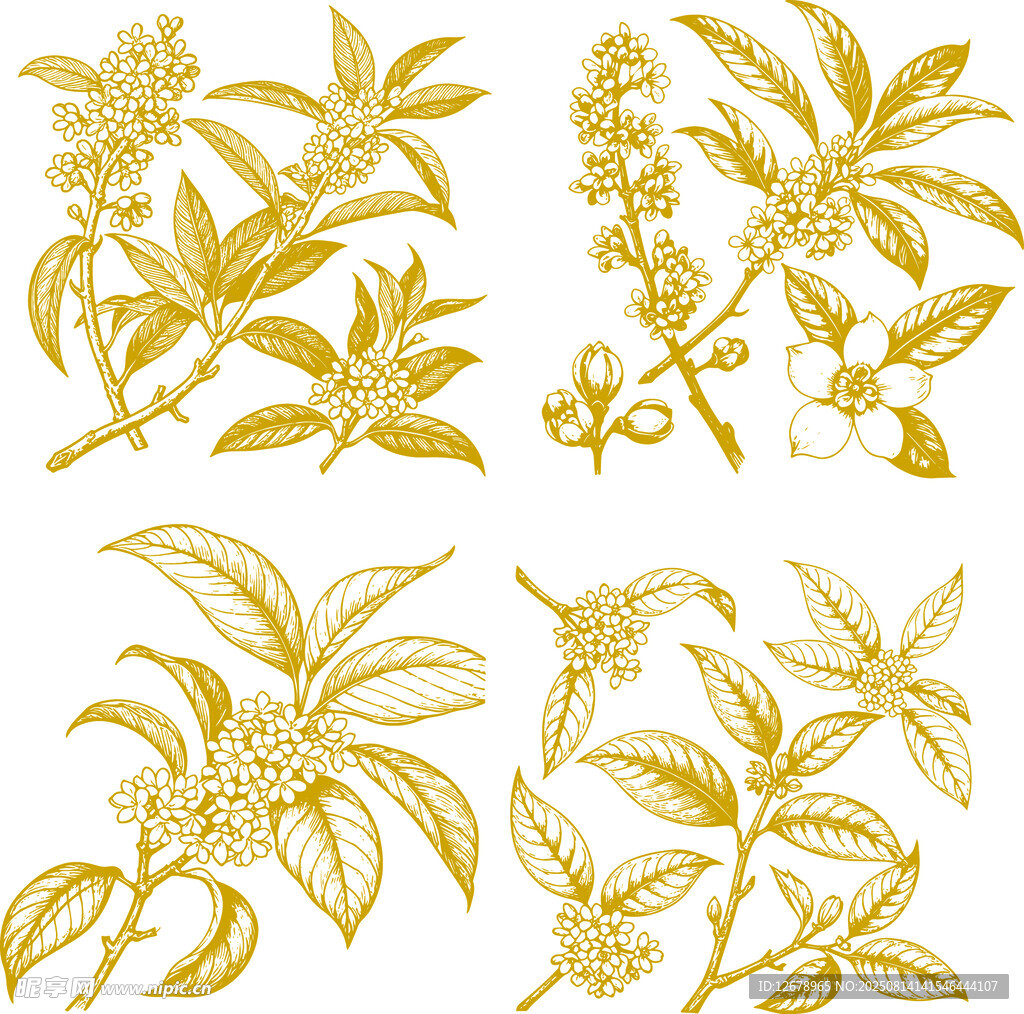 金色桂花矢量线条插画